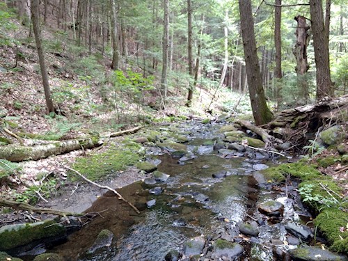 tributary of Sanders Brook