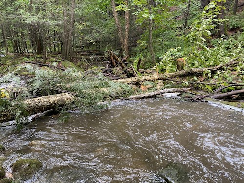 A set of felled trees in a scenic forest stream. Rushing brown water flows under them. A cut stump can be seen in the background.